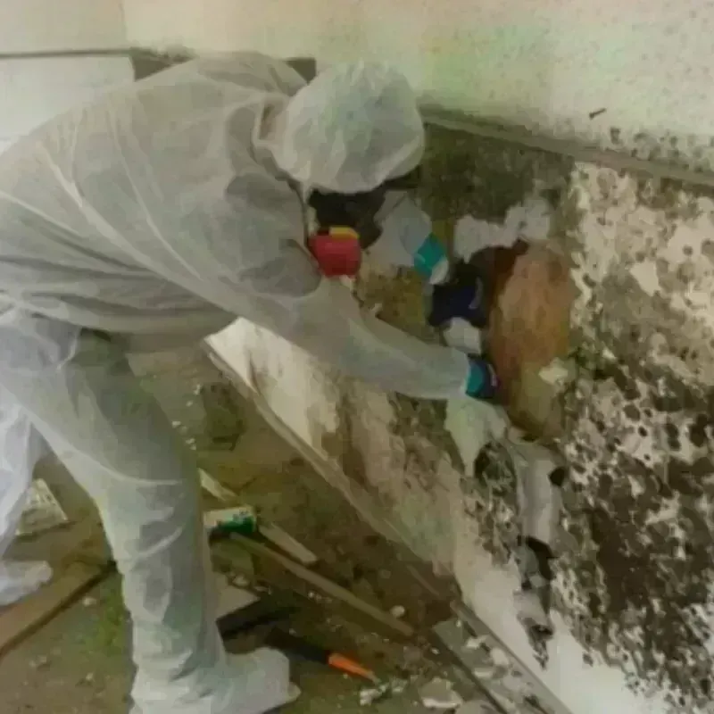 Mold Remediation and Removal in Battle Mountain, NV